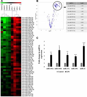 miR-142-3p Regulates BDNF Expression in Activated Rodent Microglia Through Its Target CAMK2A